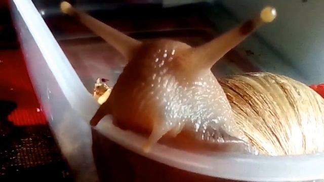 кормление улитки семечками смотреть онлайн