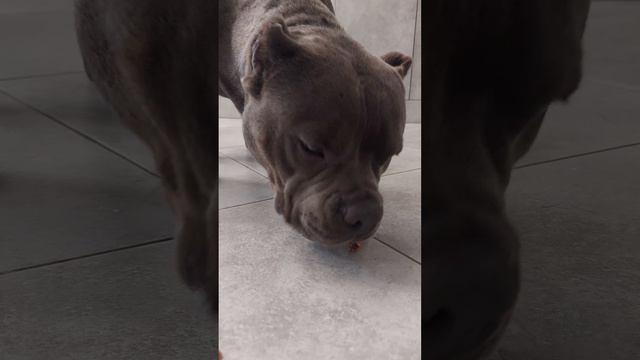 Ест колбаску #bullydog #americanbully #bush #американскийбулли #другчеловека #булли #щенок #пёс смотреть онлайн