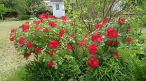 Роза Робуста обзор сорта и отзывы