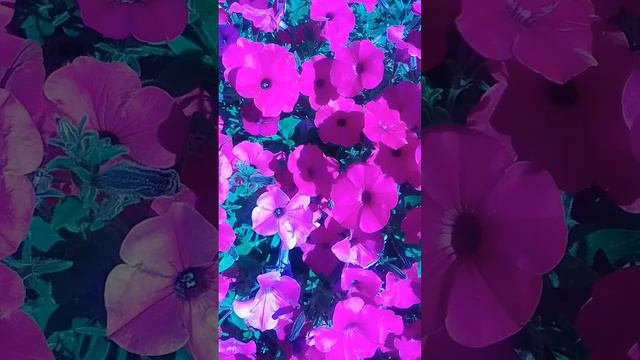 Петуния смотреть онлайн