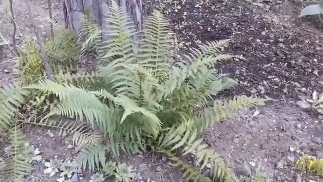 Музыка для души Очистить ауру и пространство Убрать негативную энергию Будь здоров смотреть онлайн