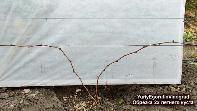 ? Ясно и понятно. Обрезка двухлетнего куста винограда. Проще пареной репы! Три варианта обрезки. смотреть онлайн