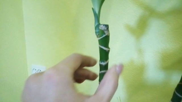 ?Драцена душистая//?Первые результаты после обрезки дерева//? Промежуточные результаты// смотреть онлайн