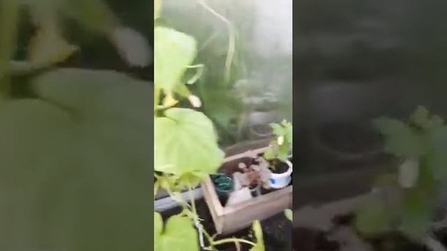 Майские огурчики (сама сажала) смотреть онлайн