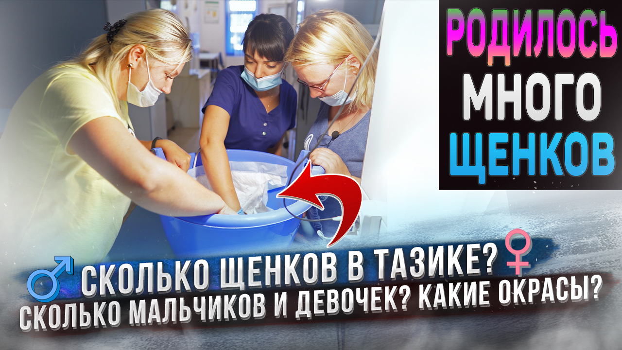 Щенки родились! ⭐️ Их очень много! Сколько же их? смотреть онлайн