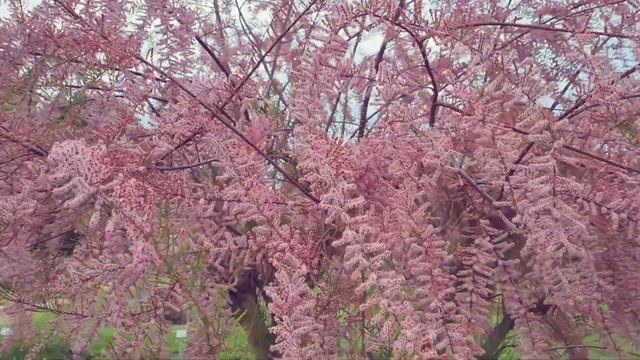 TAMARIX PARVIFLORA #tamarix #parviflora смотреть онлайн