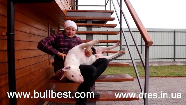 Бультерьер - особенности и характер породы (факты, а не мифы о бультерьерах) смотреть онлайн