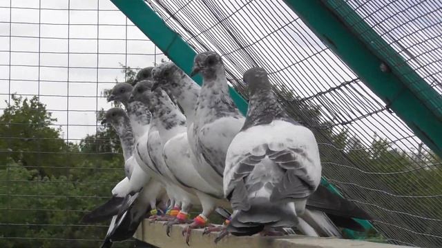 Будапештские голуби Первый выводок 2020г. смотреть онлайн