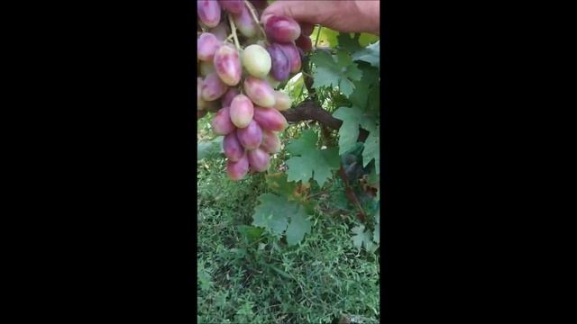 Гриф смотреть онлайн