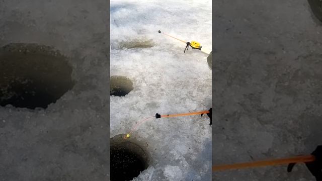 ПОСЛЕДНИЙ ЛЁД! Отличный КЛЁВ ПЛОТВЫ на малой реке #рыбалка #плотва #ловляплотвы #зимняярыбалка смотреть онлайн