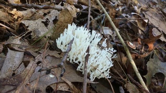 5 Mushrooms MA Грибочки смотреть онлайн