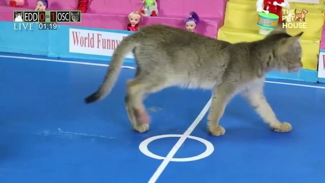 Funny Cat Playing Football - Kitten Play смотреть онлайн