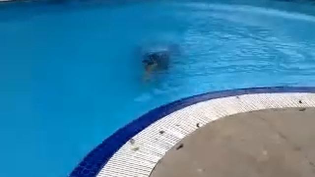 Maro swim. смотреть онлайн
