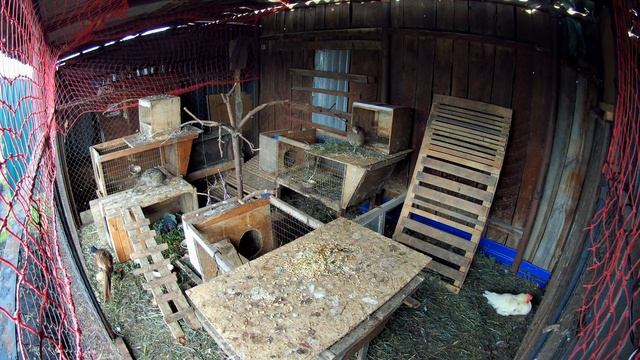 Фазаны в домашних условиях. Смотреть вольер для фазанов смотреть онлайн