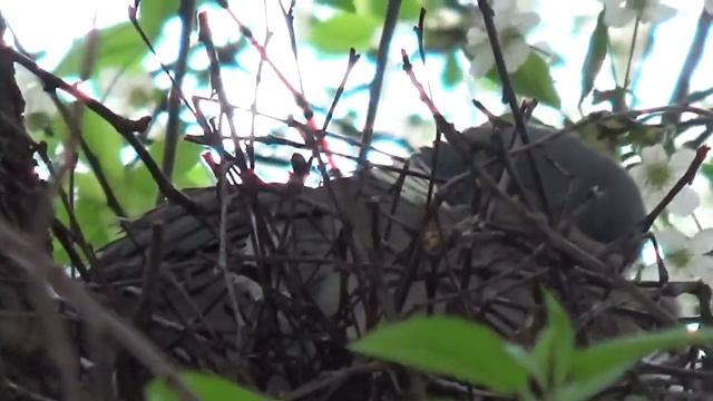 Голуби свили гнездо и в какое время года голуби строят гнезда смотреть онлайн