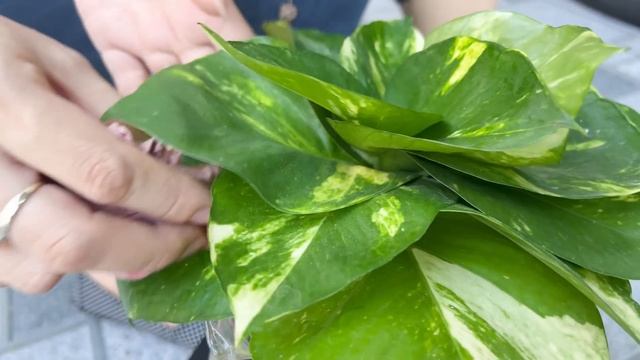 The leaves bloom, a unique way to make a pot of aquatic plants that purify the air very well смотреть онлайн