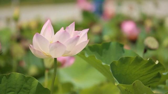 Избавления от стресса и усталости, спокойная музыка и эстетические наслаждение. Природа, релакс смотреть онлайн