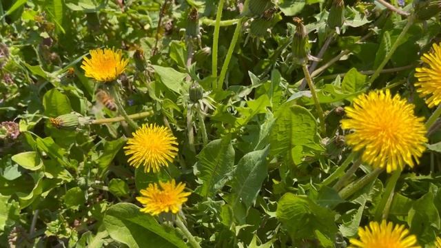 Как пчелы для нас собирают цветочную пыльцу. Цветочная пыльца с одуванчика