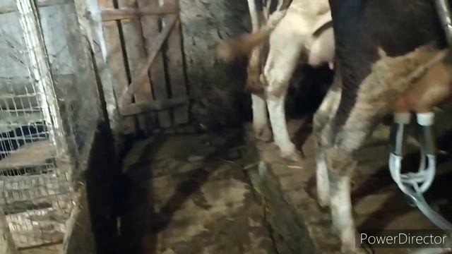 ДОЙКА КОРОВ ДОИЛЬНЫМ АППАРАТОМ МОЛОЧНАЯ ФЕРМА смотреть онлайн