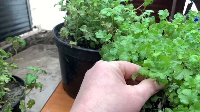 Заболели хризантемы. Что делать? смотреть онлайн