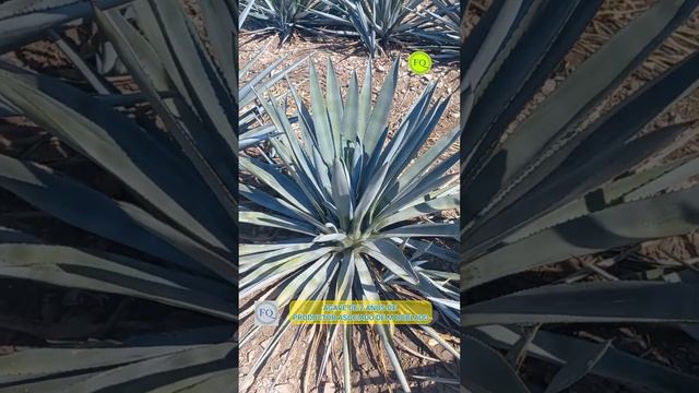 Agave con 6 Cogollos смотреть онлайн