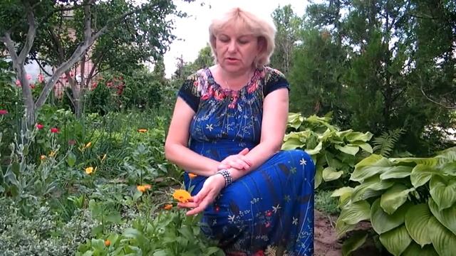 КАЛЕНДУЛА НОГОТКИ В САДУ И ДЛЯ ЗДОРОВЬЯ!!! ВЫРАЩИВАНИЕ И ЛЕЧЕБНЫЕ СВОЙСТВА /Calendula смотреть онлайн