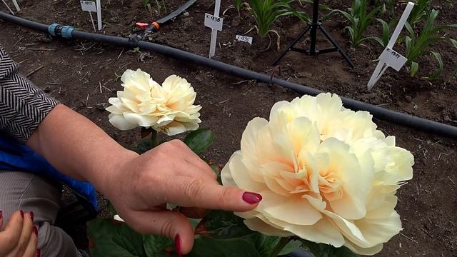 Потрясающий кремовый пион PASTELEGANCE / Сад Ворошиловой смотреть онлайн