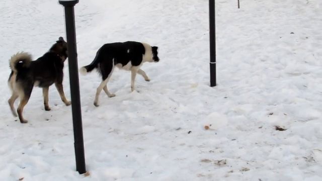 Бродячие собаки, 23.11.2016 смотреть онлайн