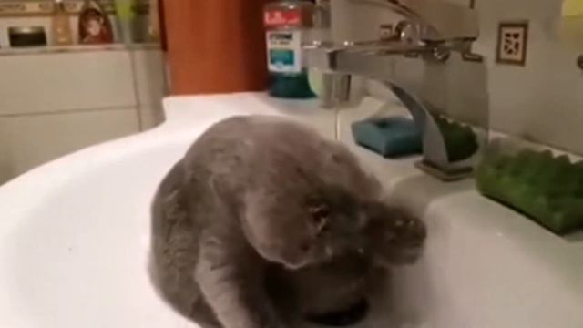 ОСА. Ночь, какая лунная была смотреть онлайн