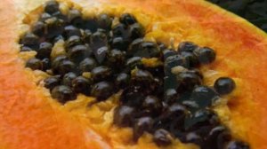 Выращивание папайи из семян в домашних условиях