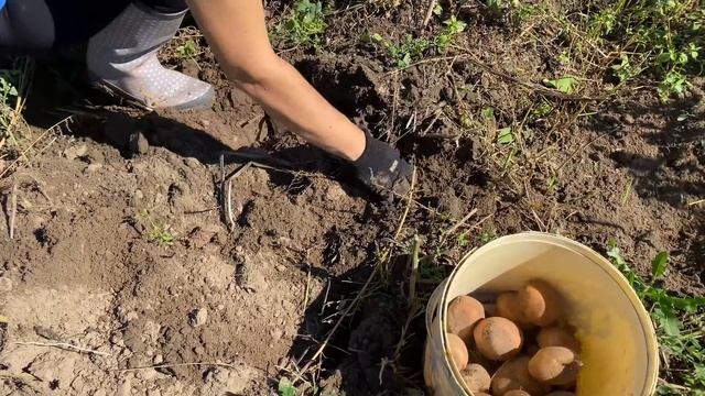 Это важно! И куры БУДУТ НЕСТИСЬ. Копаем картошку. смотреть онлайн