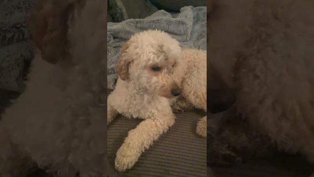 My dog rolled his head in mud to… смотреть онлайн