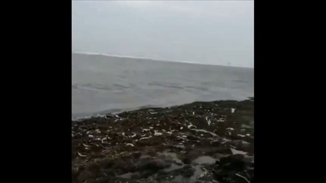 Выброс сельди на берег Сахалин Холмский район селёдка смотреть онлайн