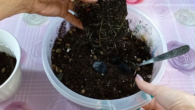 2 часть?ФИЛОДЕНДРОНЫ?Новичок?Обзор?Пересадка?Грунт?Розовая Принцесса?Принц Оранж?Бурле Макс?Медуза смотреть онлайн
