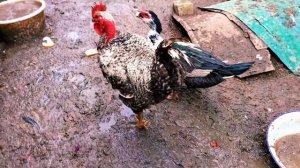 Голошейная Порода Кур/Испанка/ВЕС яиц/СТОИТ заводить или НЕТ/