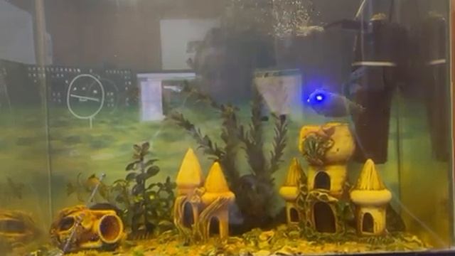 Fish 1.mp4