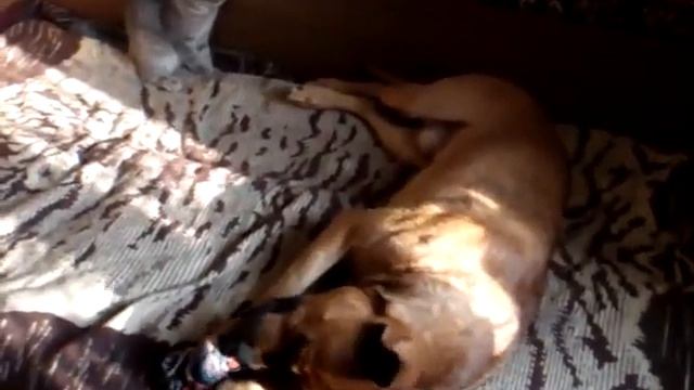 Кот играет с хвостом стаффа смотреть онлайн