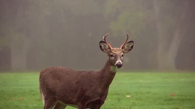 Красивый олень | Beautiful deer смотреть онлайн