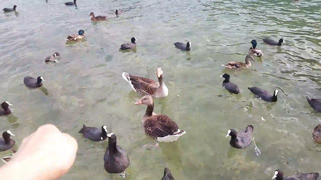 Утки, гуси и лебедь на озере Zugersee смотреть онлайн