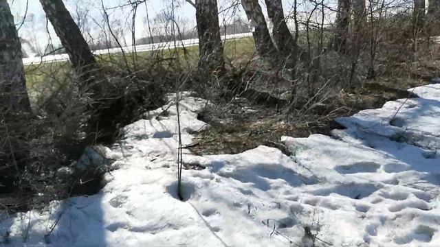 Сбор березового сока 2022 Лучший способ! Без вреда для дерева! смотреть онлайн
