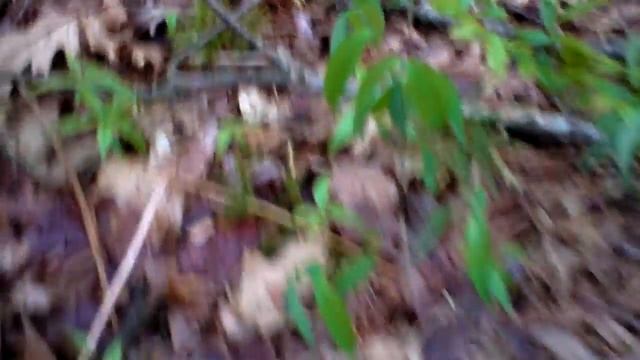 Wild Oats / Bellwort ( Uvularia sessilifolia ) смотреть онлайн