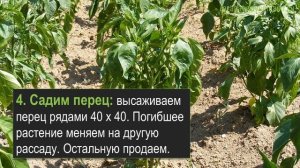 Выращивание перца - 7 этапов ведения бизнеса