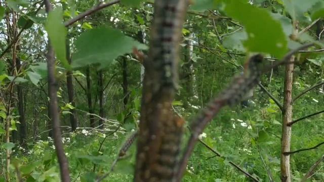 Шелкопряд сжирает берёзу и дуб. Башкирия, Стерлибашево. смотреть онлайн