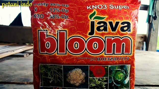 RESEP PERCEPATAN BULIR PADI! serta Manfaat Dan Dosis penggunaan Kno3 Super Java Bloom Untuk Tanaman смотреть онлайн