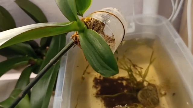 Орхидеи - летние уценки/Пересаживаю детку/My Summer Discounted Orchids / Transplanting Baby orchids смотреть онлайн