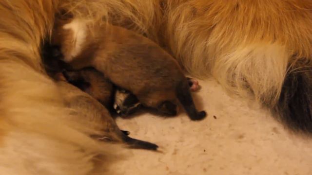 Задние ноги у щенка 3 суток Изменения в динамике. смотреть онлайн
