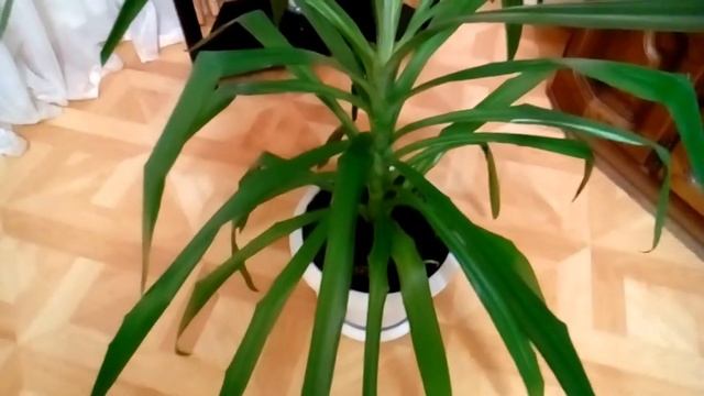 Юкка выросла до потолка.Что делать?(часть-2) смотреть онлайн