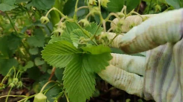 Ягоды клубники-агрессора (мужской клубники) смотреть онлайн