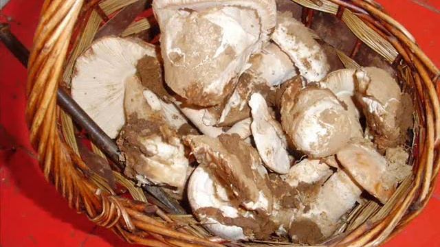 FINALIST "THE GURUMELO'S DAYS" смотреть онлайн