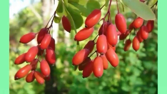 Карточки для детей. Лесные съедобные ягоды. смотреть онлайн